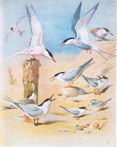 Roseate Tern, Sandwich Tern, Arctic Tern, Common Tern, Little Tern by Archibald Thorburn